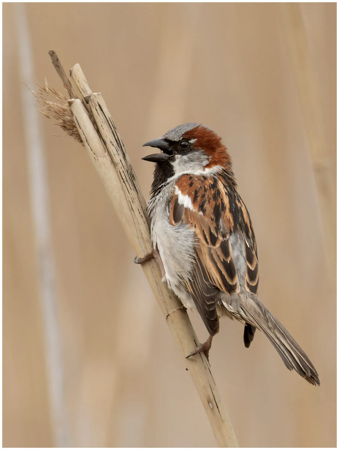 House sparrow