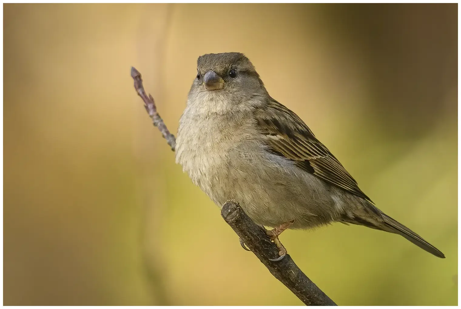 House sparrow