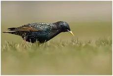 Common Starling