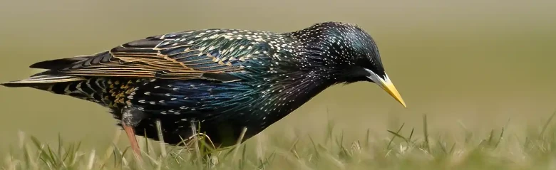 Common Starling. Seen here searching for food in a grassland. Blue-green and purple metallic sheen in the plumage. Yellow beak in summer.