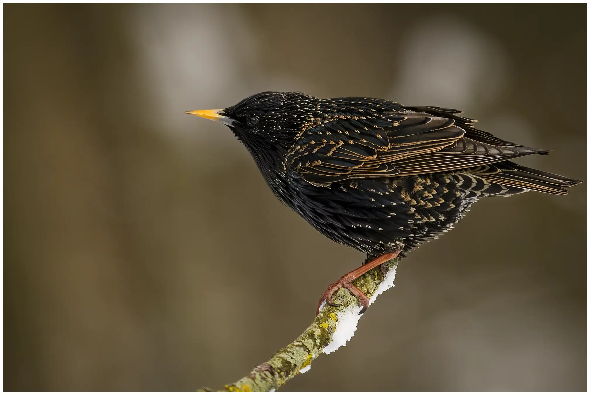 Common Starling