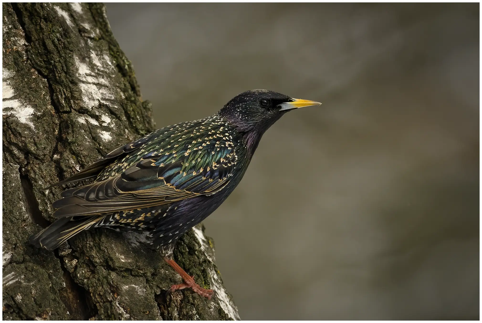 Common Starling