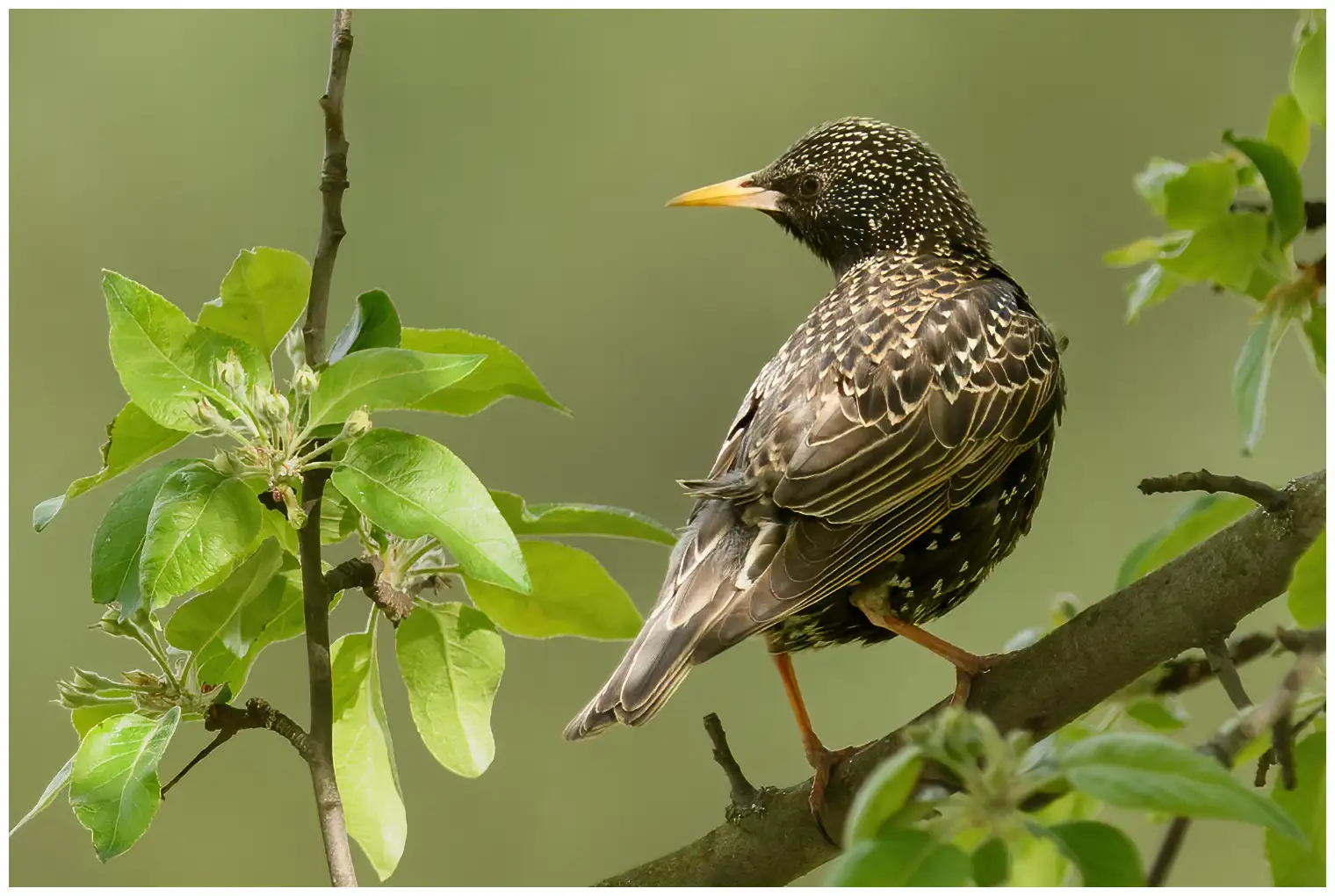 Common Starling