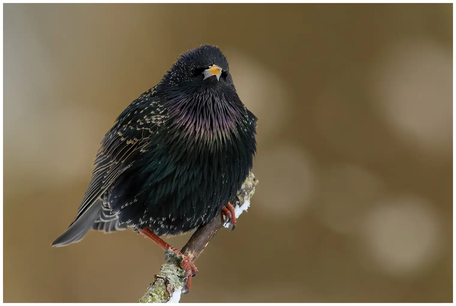 Common Starling