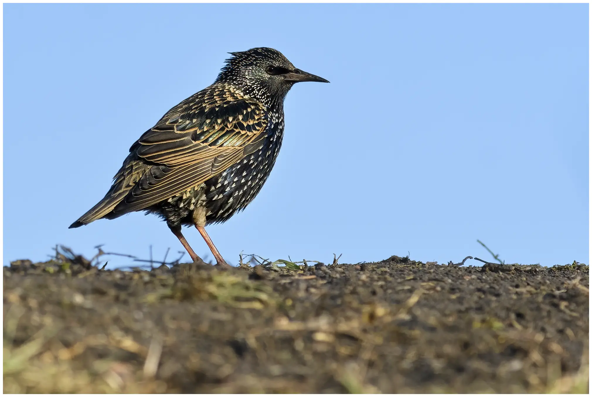 Common Starling