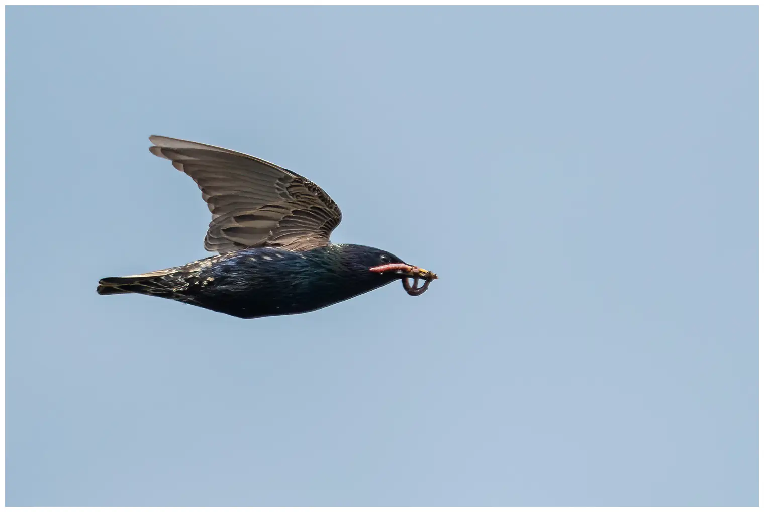 Common Starling
