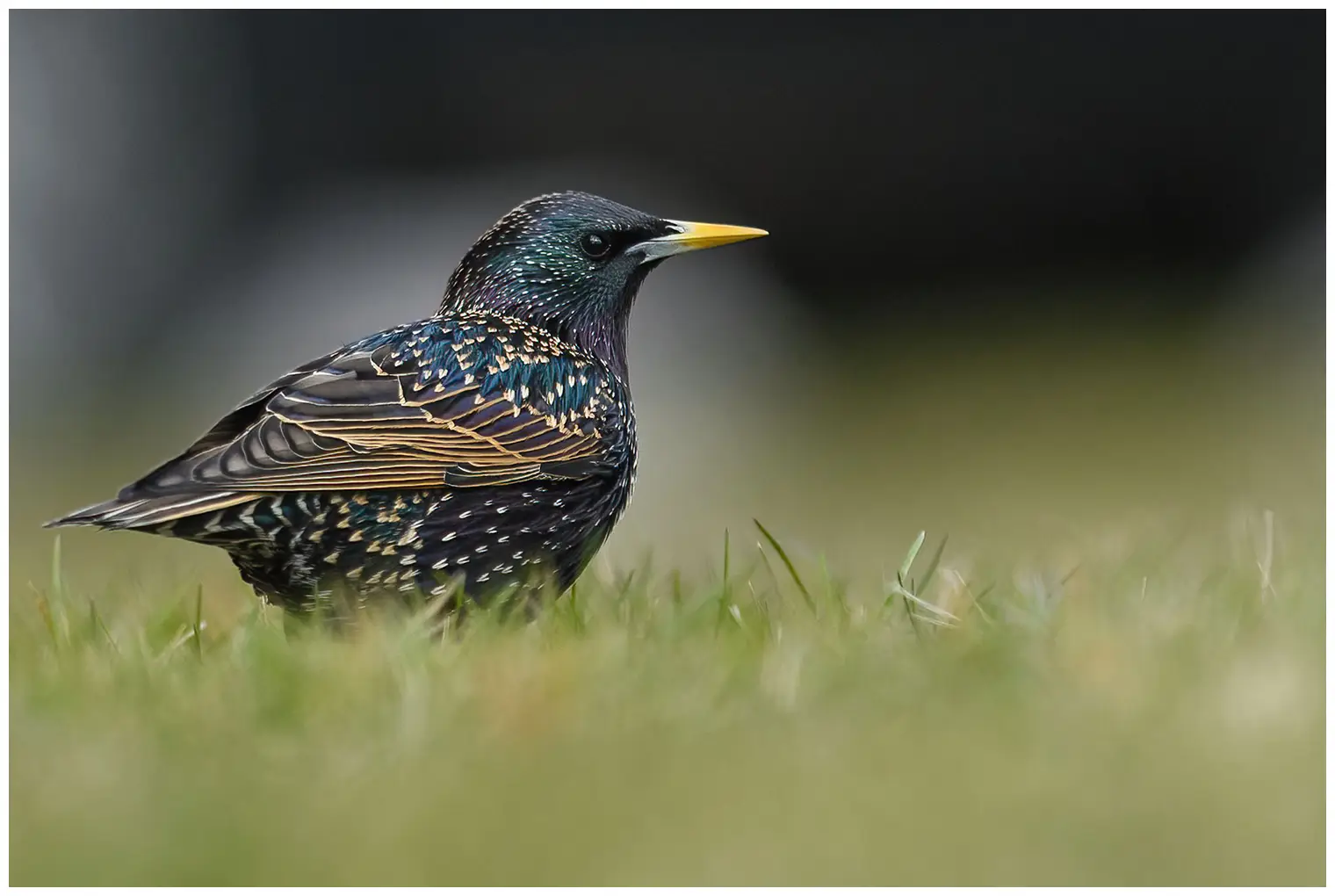 Common Starling