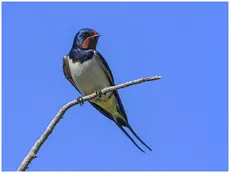 Barn swallow