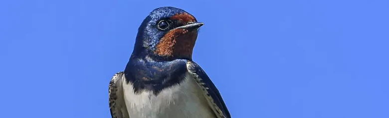 Barn swallow. Sitting on a twig. Metallic blue-black upperparts, rusty red forehead and throat patch. Elongated outer tail feathers.