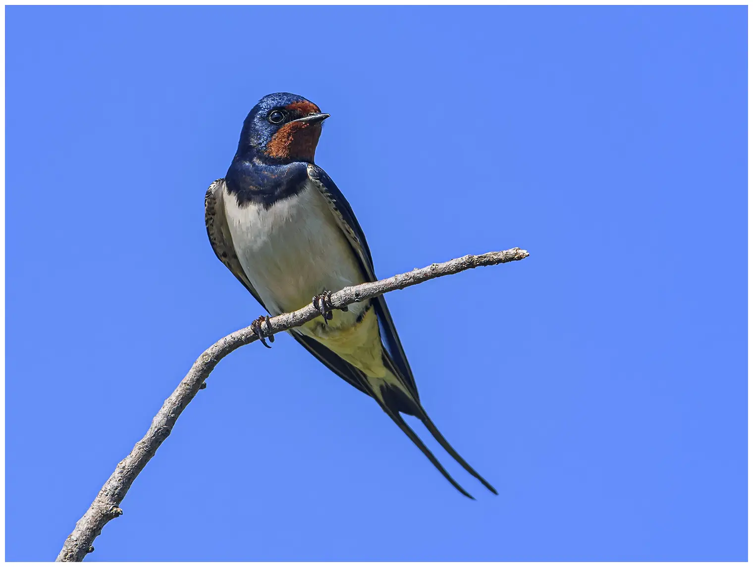 Barn swallow. Sitting on a twig. Metallic blue-black upperparts, rusty red forehead and throat patch. Elongated outer tail feathers.