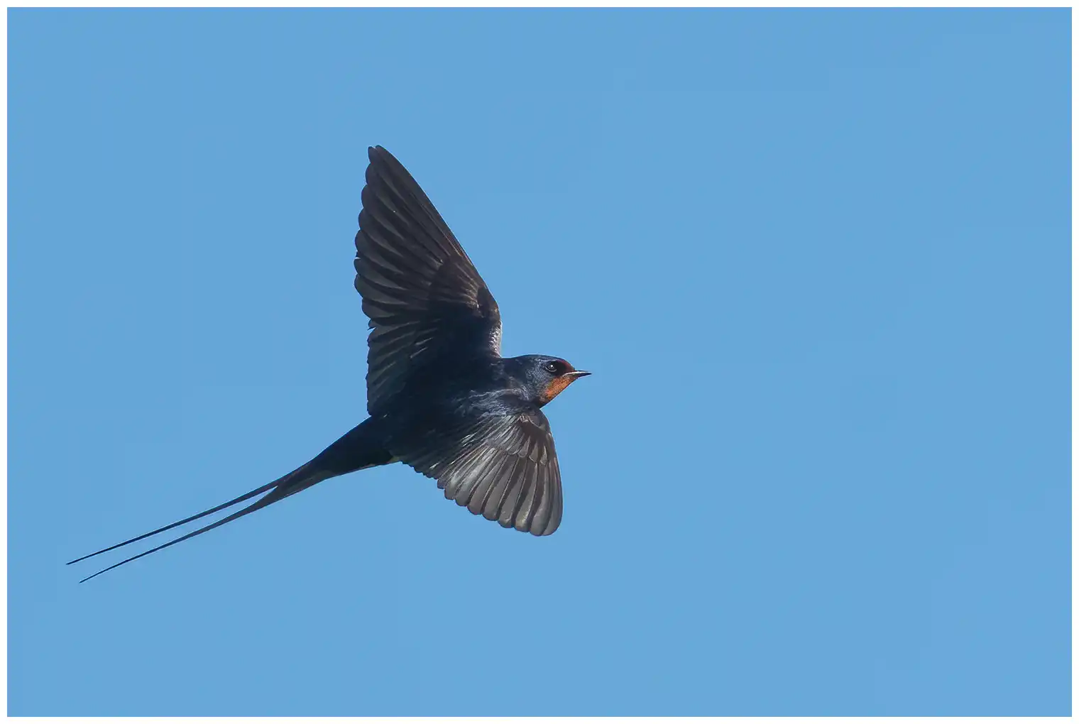 Barn swallow