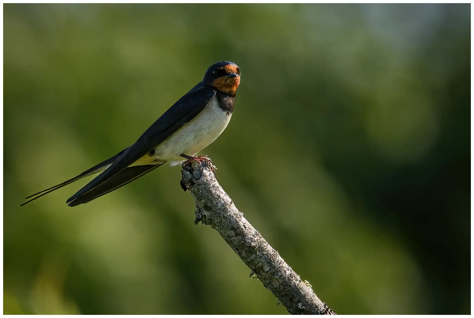 Barn swallow