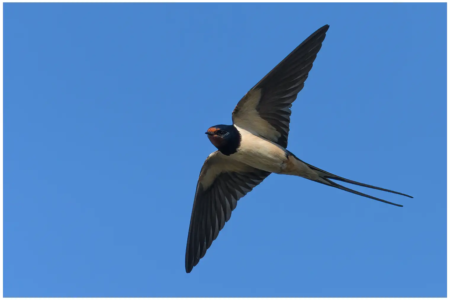 Barn swallow