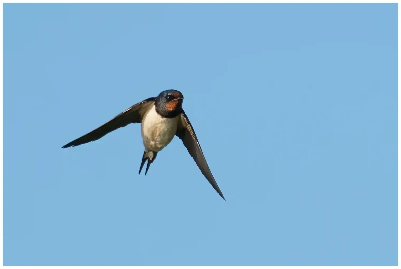 Barn swallow