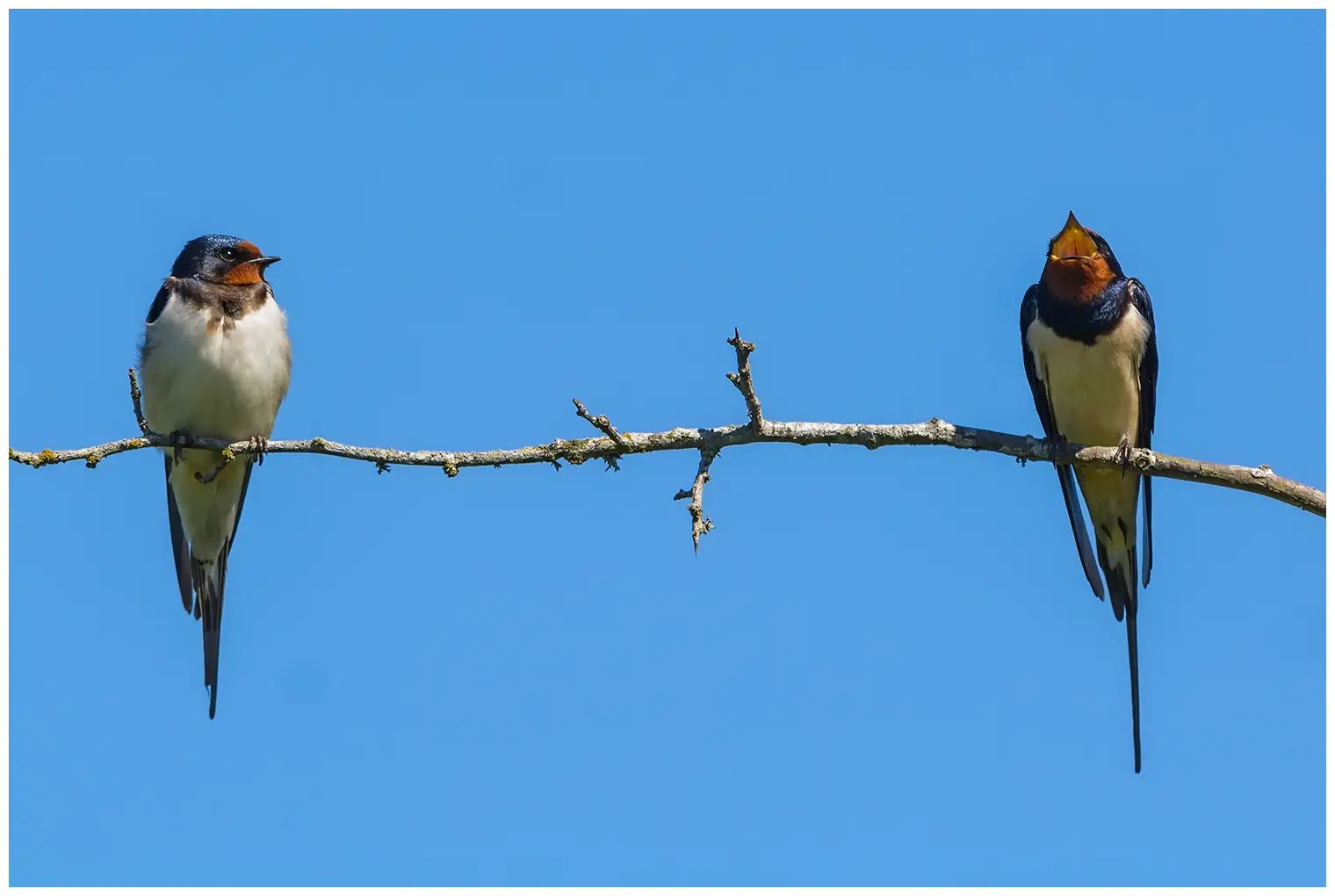 Barn swallow
