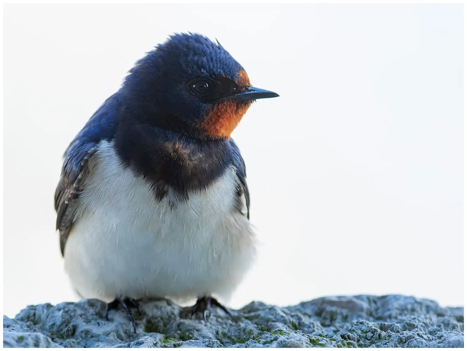 Barn swallow