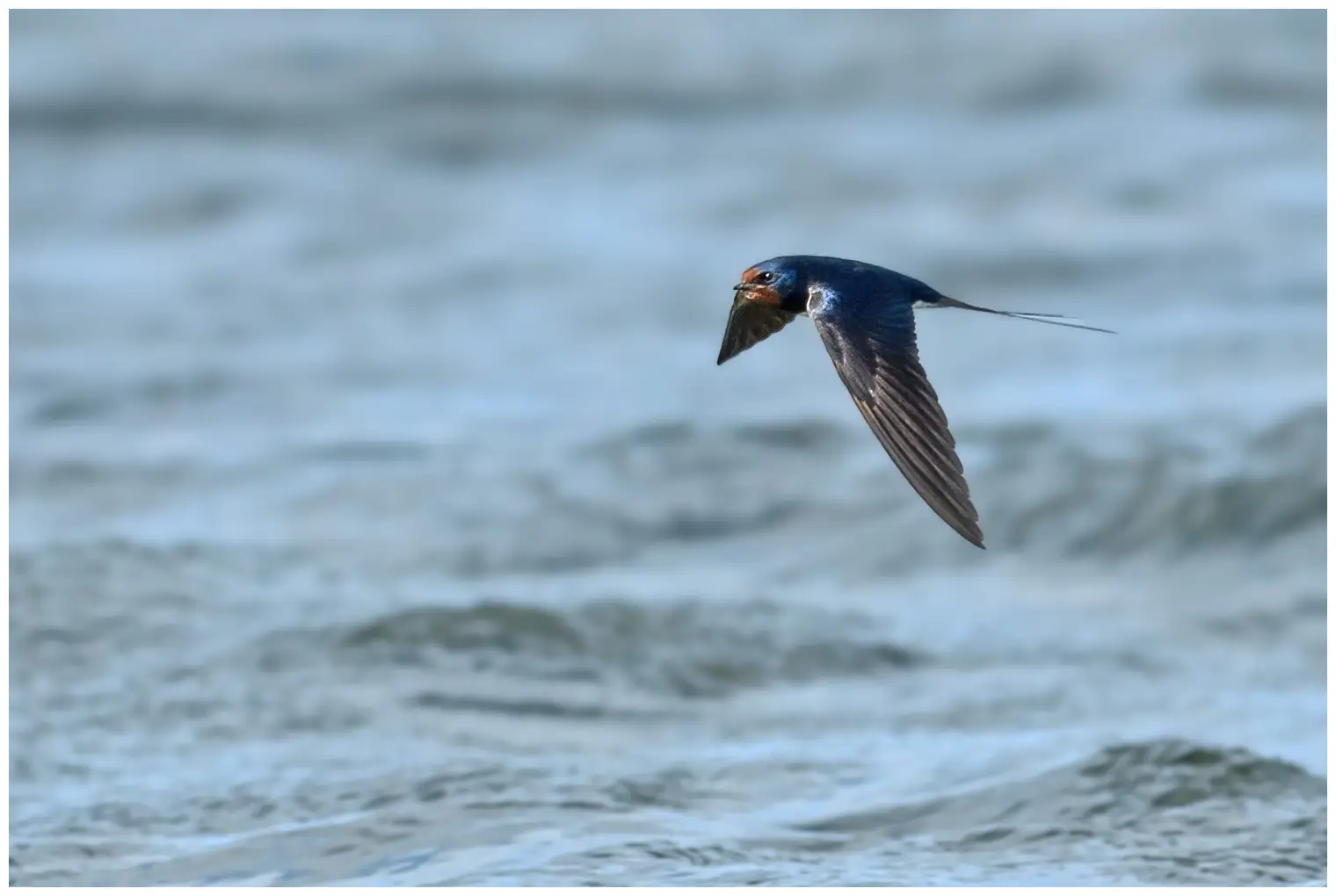 Barn swallow