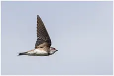 Bank swallow
