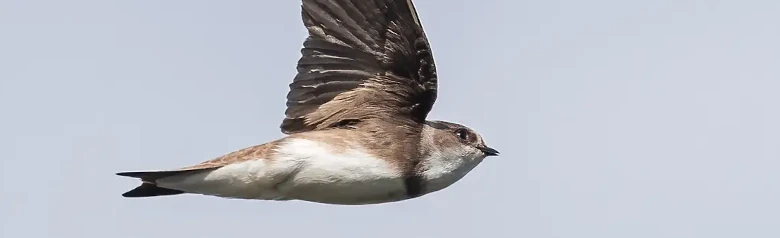 Bank swallow. Seen here in flight. Dull brown upperside and a white underside, only interrupted by a distinct brown breast band.