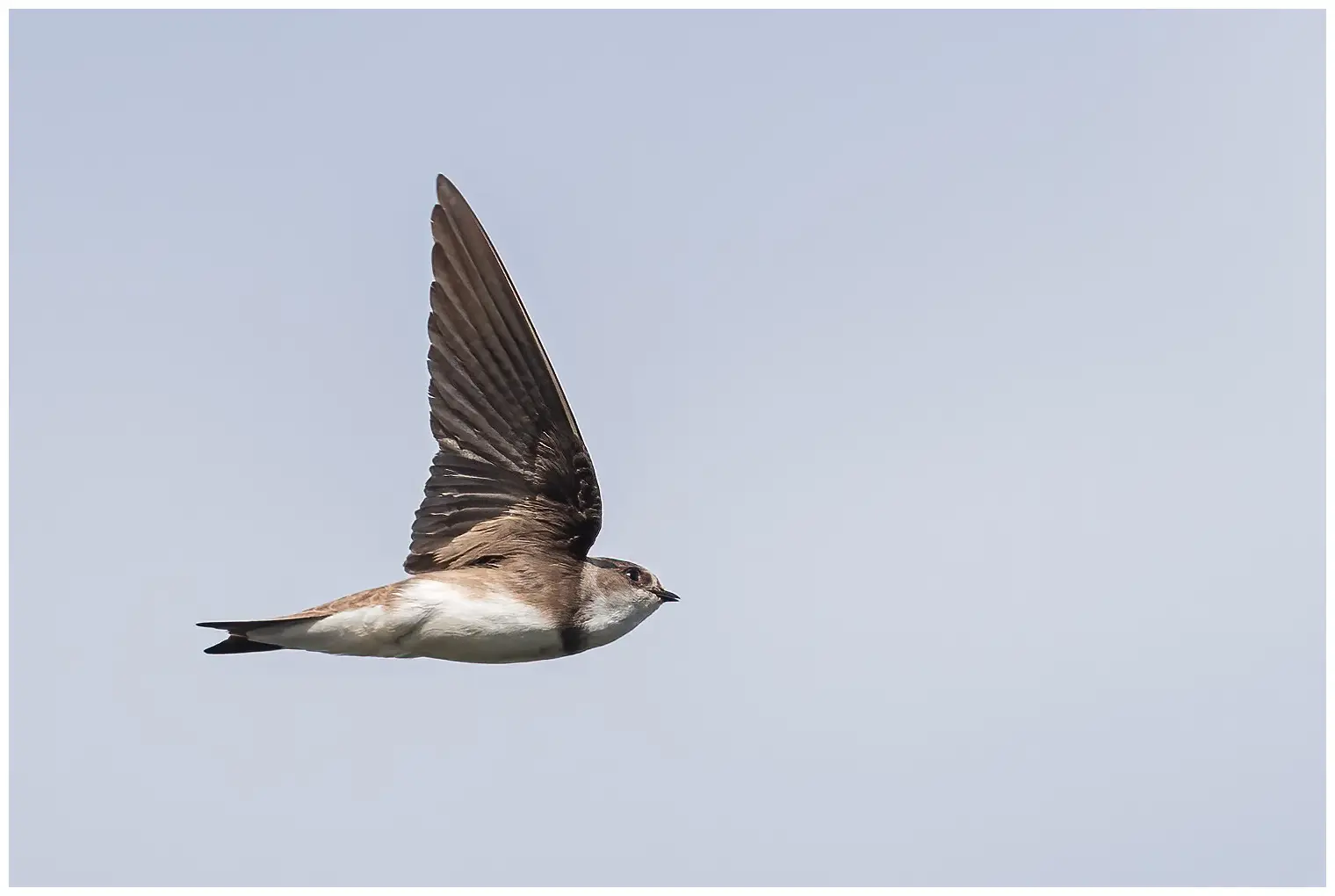 Bank swallow. Seen here in flight. Dull brown upperside and a white underside, only interrupted by a distinct brown breast band.