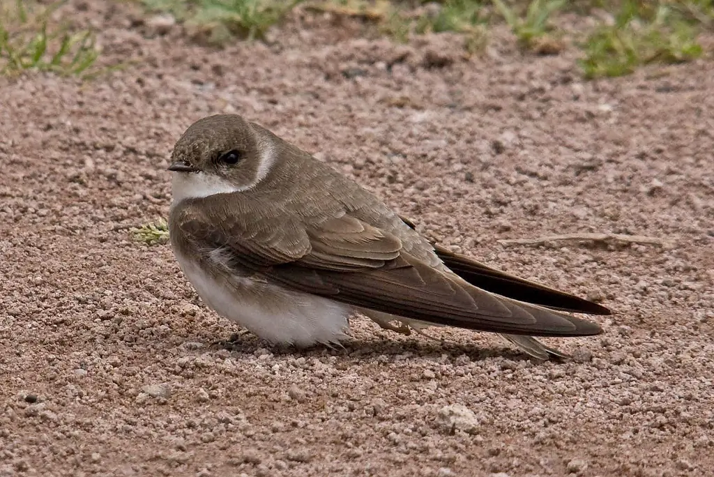 Bank swallow