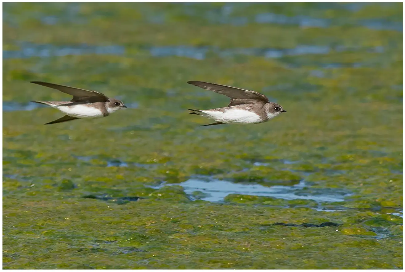 Bank swallow