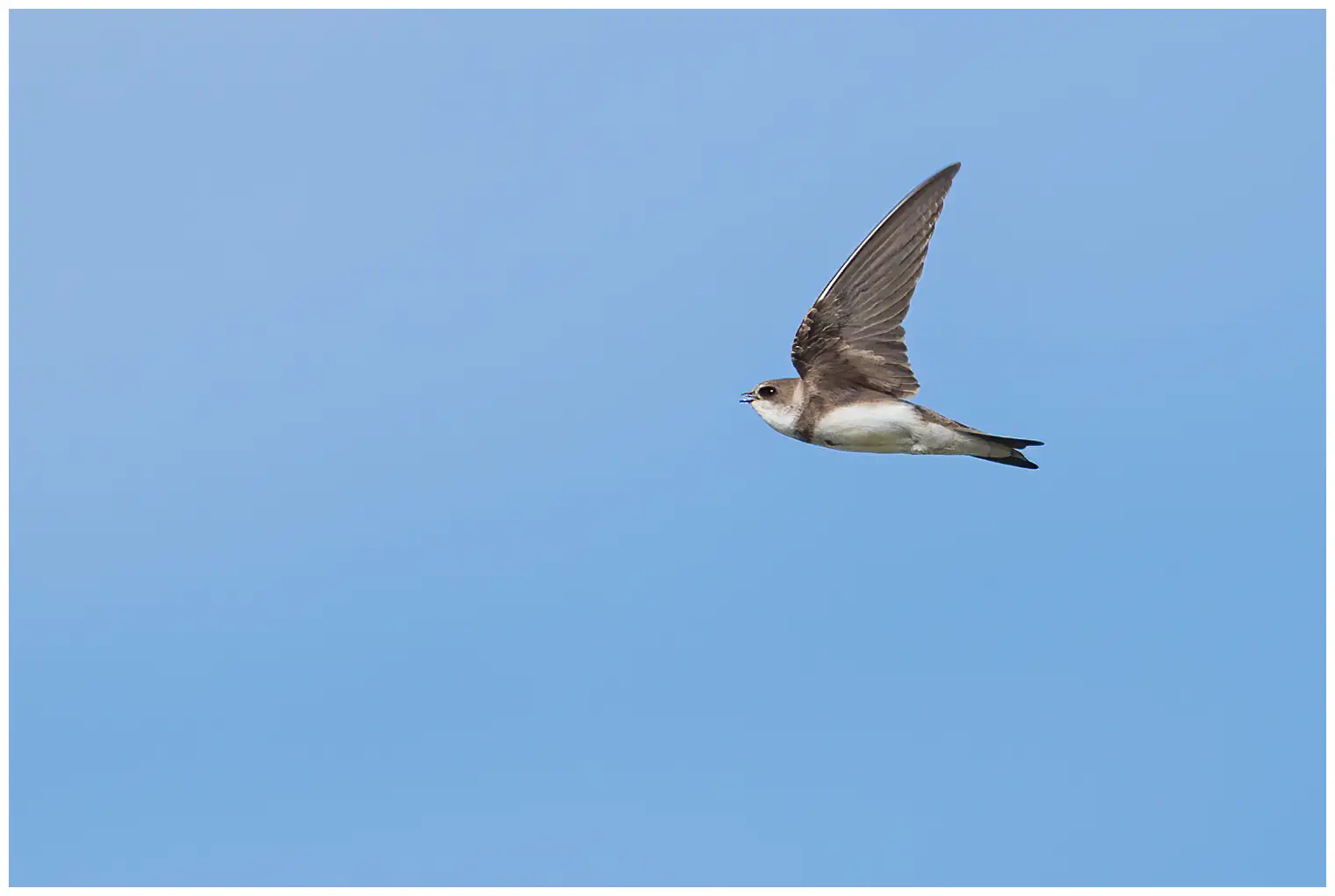 Bank swallow