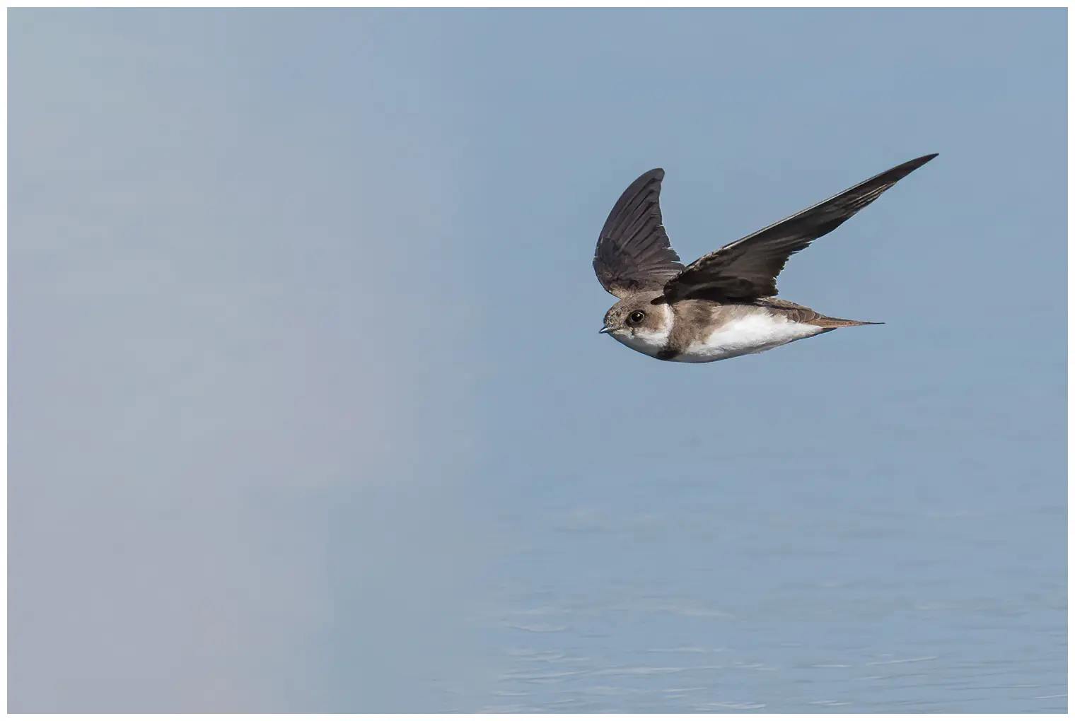 Bank swallow