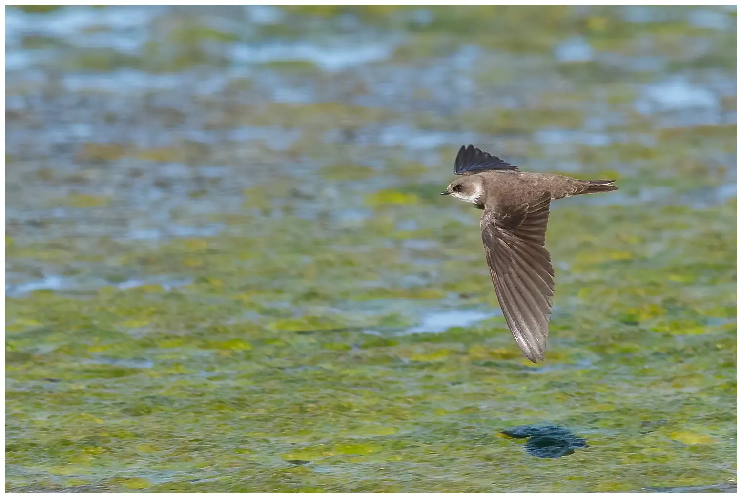 Bank swallow