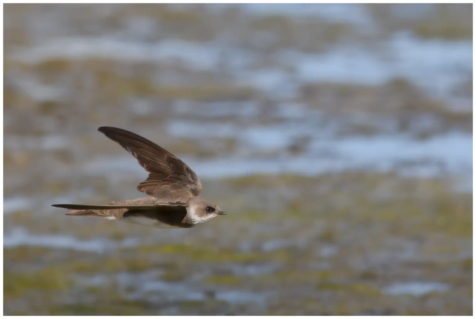 Bank swallow