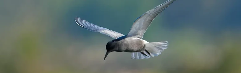 Black tern