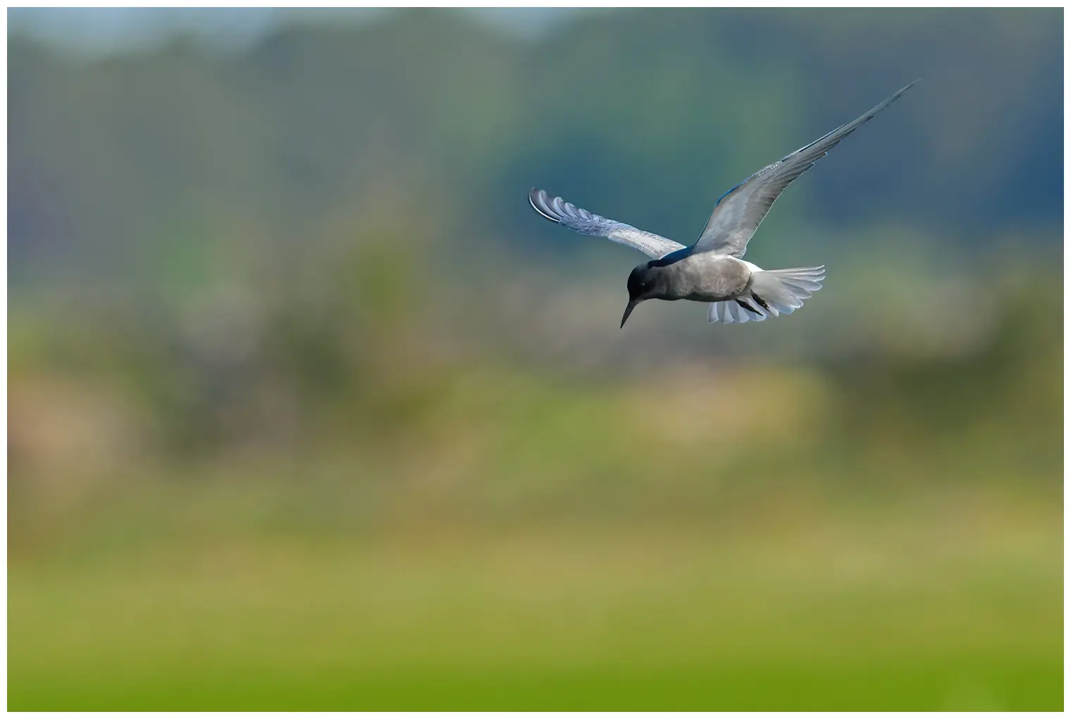 Black tern