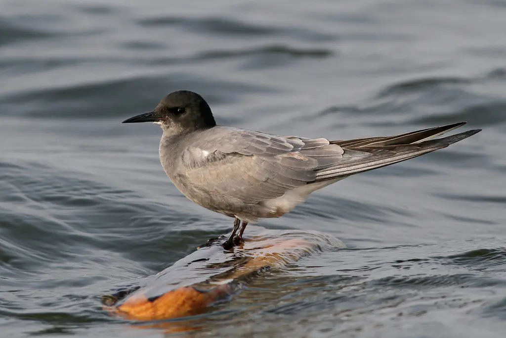 Black tern