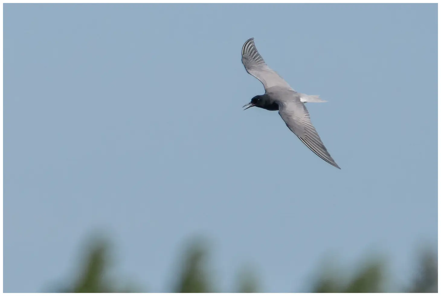 Black tern