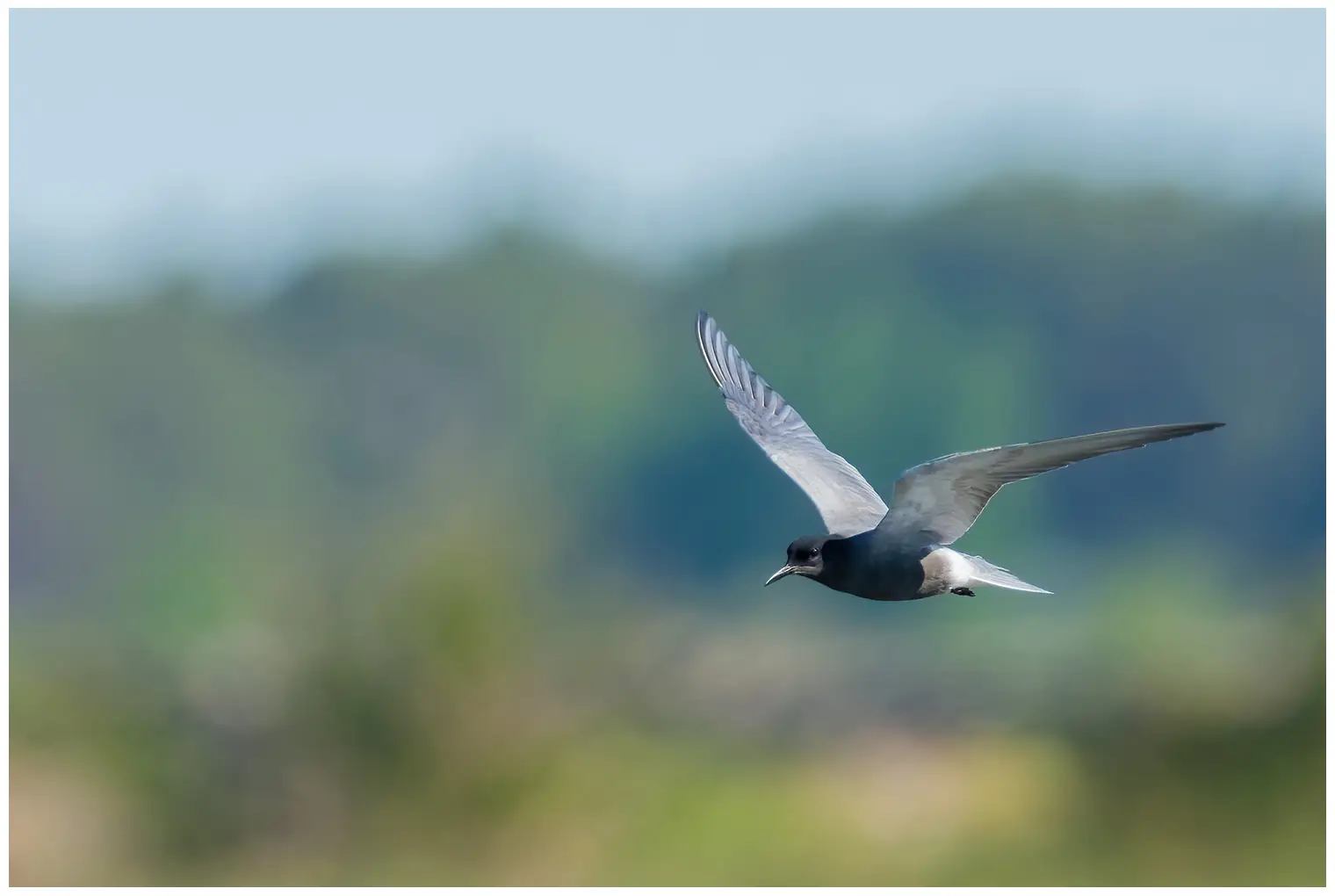 Black tern