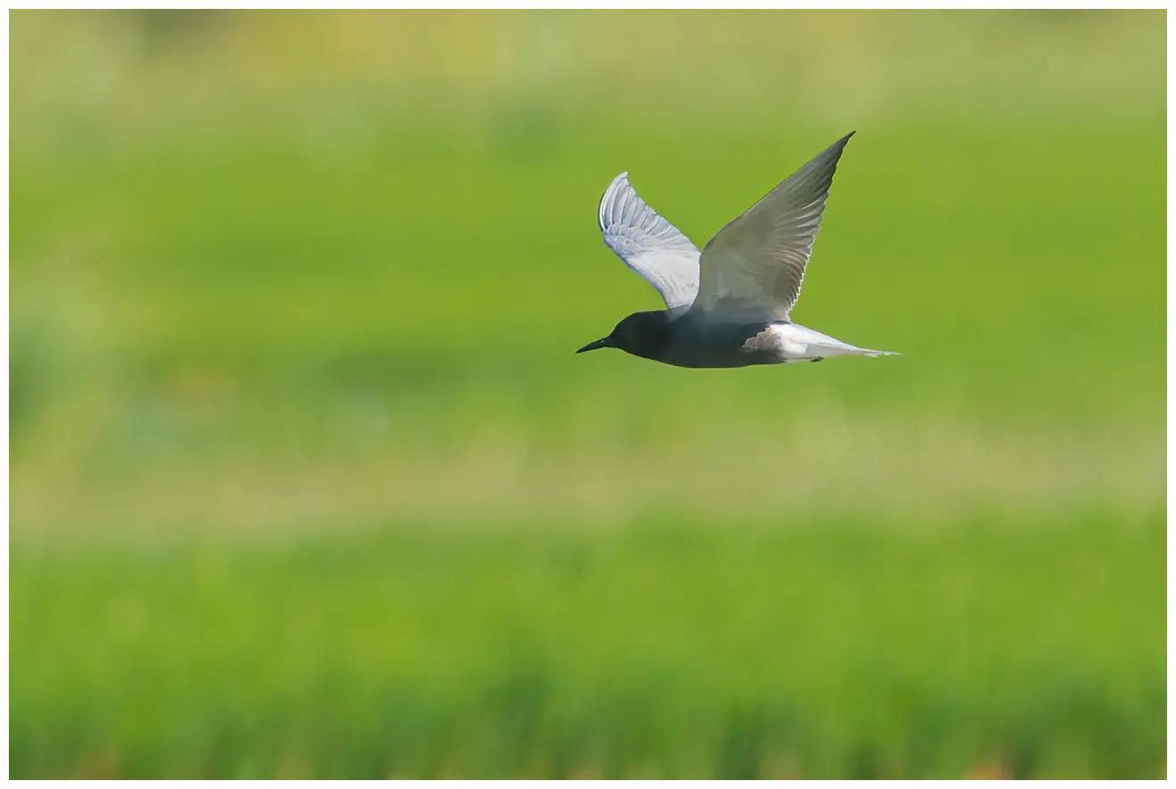 Black tern