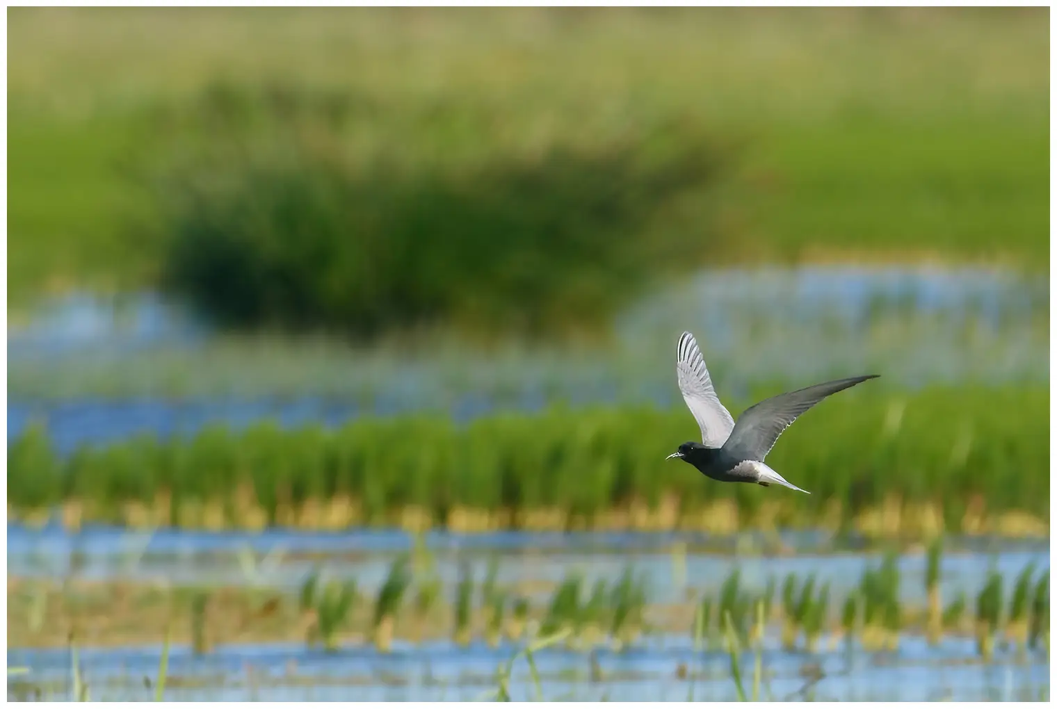 Black tern