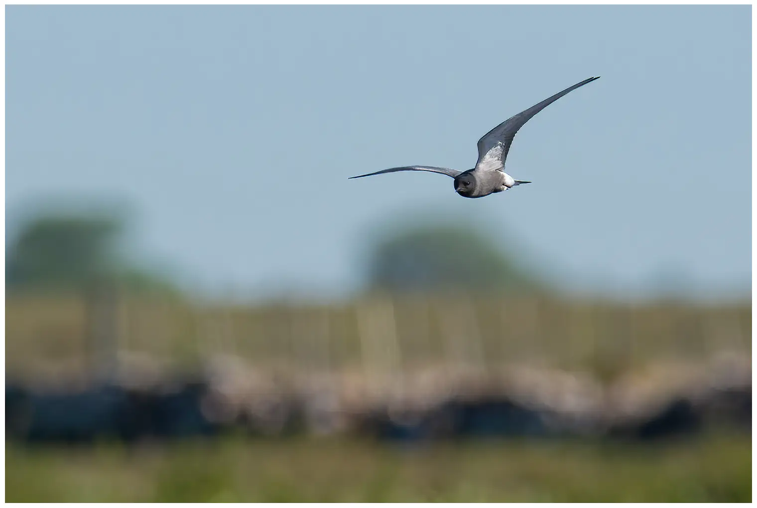 Black tern