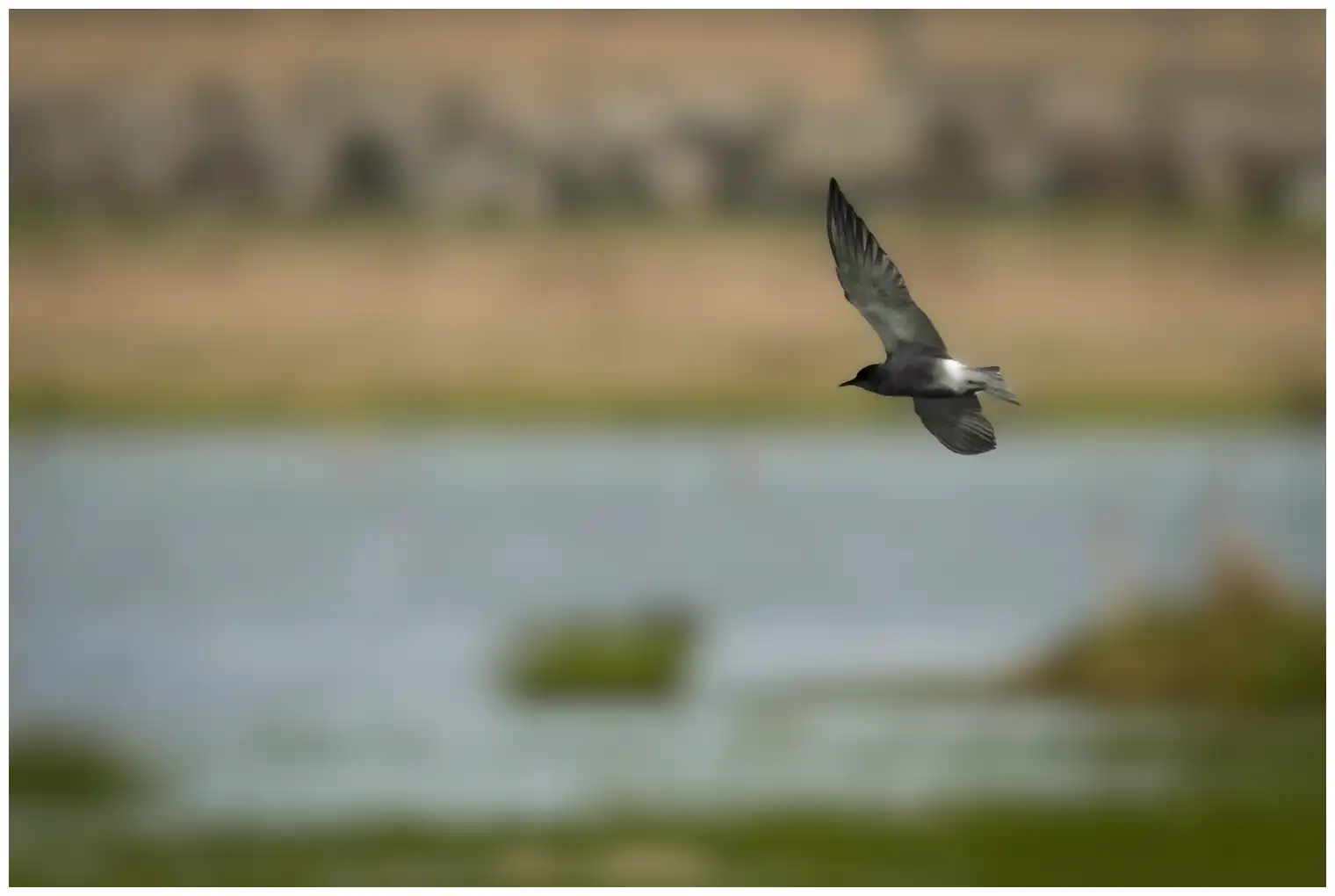 Black tern