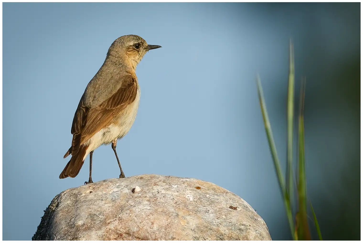 Northern Wheatear