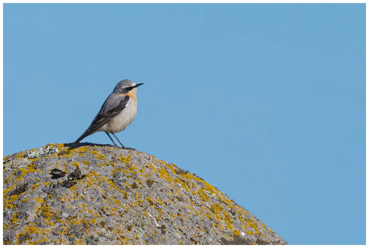 Northern Wheatear