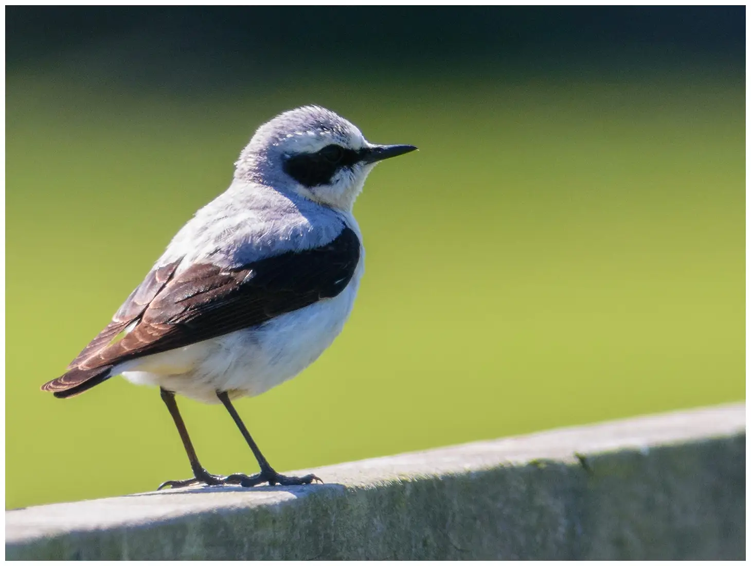 Northern Wheatear
