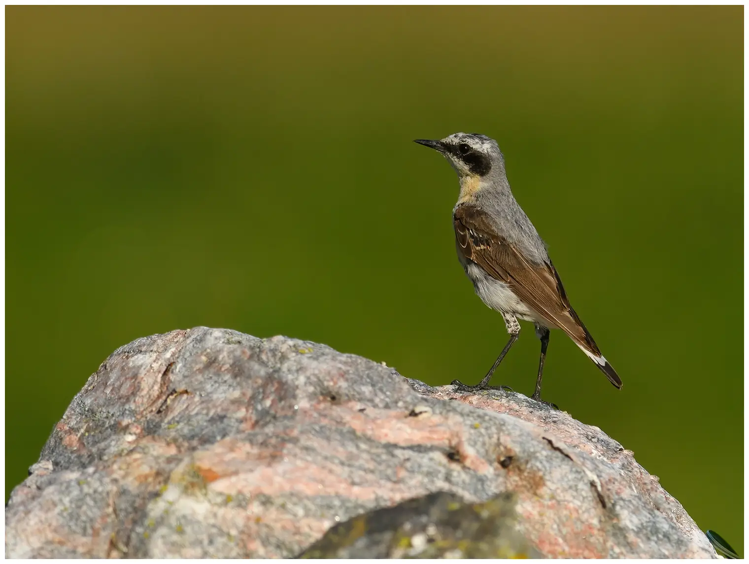 Northern Wheatear