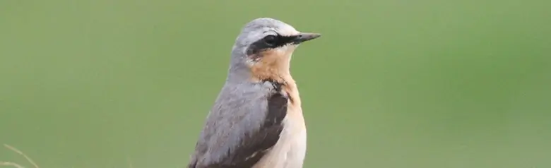 Northern Wheatear. Standing upright in a grassy field. Ochre throat and breast, broad black eye stripe, grey rump and back, and black wings.