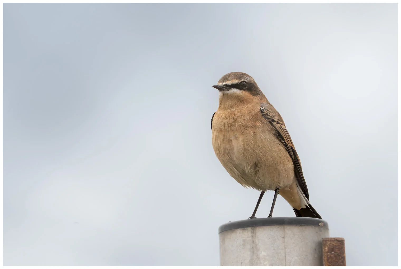 Northern Wheatear