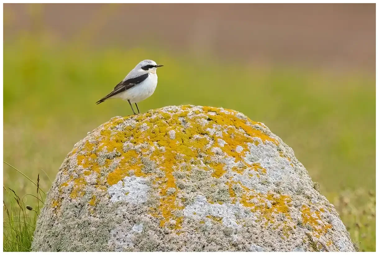 Northern Wheatear