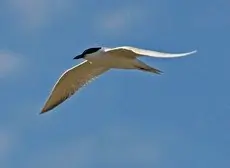 Gull-billed tern