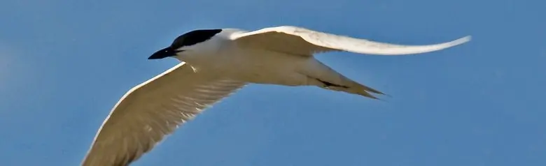 Gull-billed tern