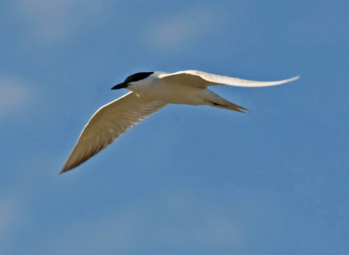 Gull-billed tern