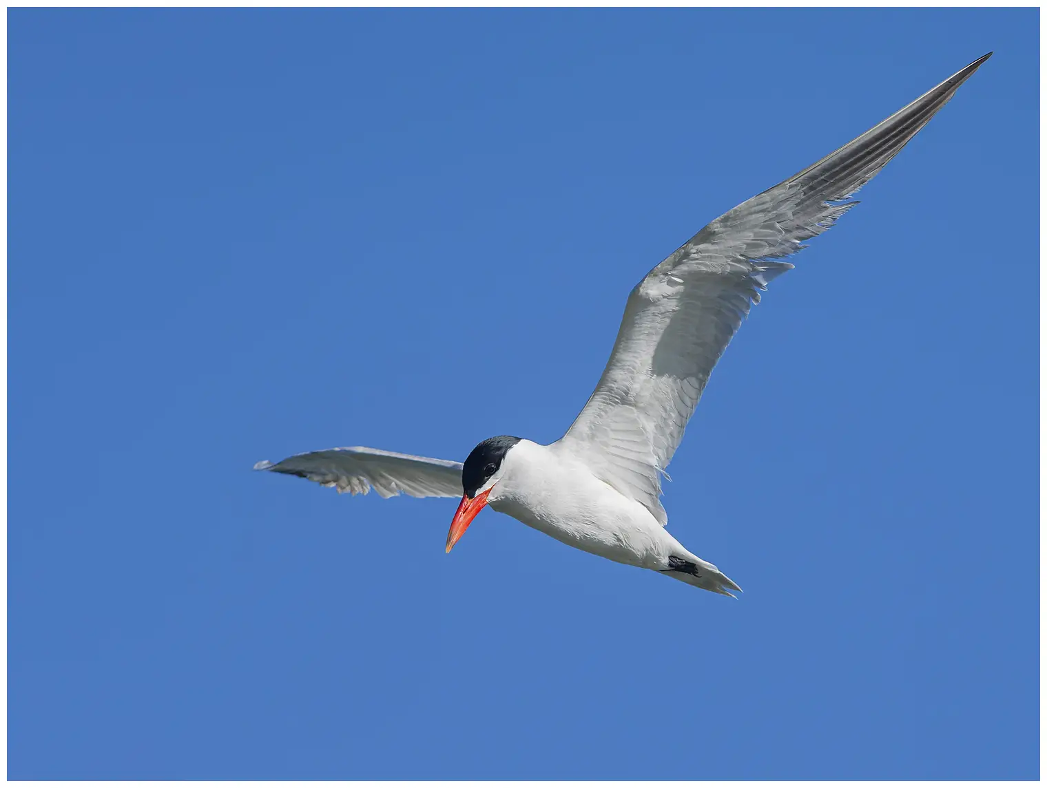 Caspian tern